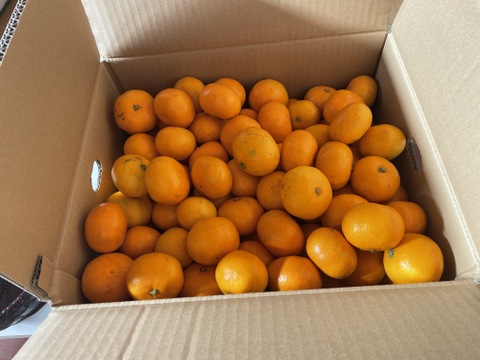 「かじ坊みかん」 　小粒 10ｋｇ！！
S~3Sサイズ！！
順次発送中〜♪