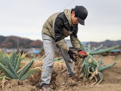 《L~3Lミックス,10~14本》下仁田町産 下仁田ねぎ 極上の甘みととろける食感！（贈答用/ご家庭用）【冬ギフト】