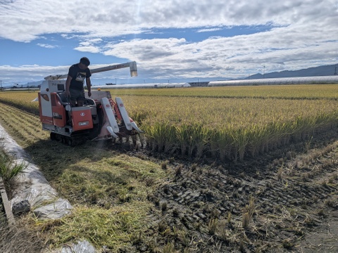 🌾【令和8年産】森のくまさん🌾節減対象農薬 ：栽培期間中不使用（白米5kg）