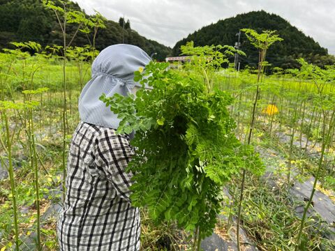 「スーパーフード」山口県産　モリンガパウダー 農薬不使用　50g