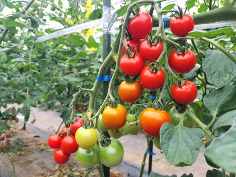 完熟冷凍ミニトマト　1.8ｋｇ★　パチャママ農園