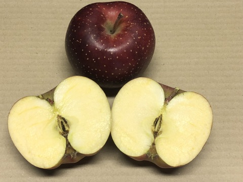 果肉が変色しにくいレア品種　葉とらず“千雪”　加工用　約10キロ　限定販売！