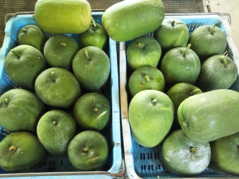 【姫冬瓜・・・大量に収穫始しました】
可愛いサイズの姫冬瓜です（約１．５kg／玉）
秋の健康増進にお役立てください。