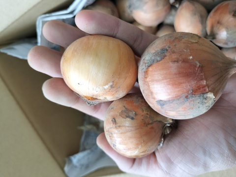 今年は豊作！農園自慢のペコロス（小たまねぎ）　1.8ｋｇ　パチャママ農園