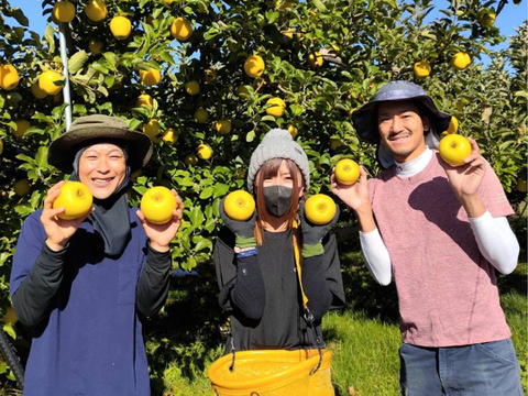 【2026年予約】『シナノゴールド』 家庭用　食感パリッとジューシーなりんご！3kg