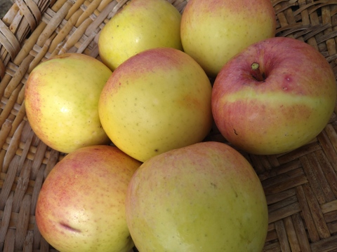 りんご　ぐんま名月　約６８％　農薬カット　18個くらい　大小様々　キズ等、黒点、虫食い混じりあり。