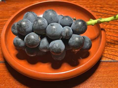 長パ①【先行予約受付中】岡山産・長野パープル（家庭用・若木小粒）6房〜7房　数量限定