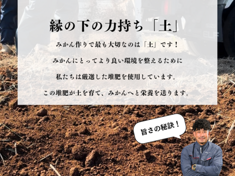 【ギフト用10kg】夏文旦　濃厚でジューシー！潮風を浴びた高知県育ちの土佐文旦　柑橘みかん　オレンジ