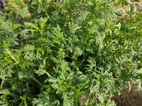 🥬香り野菜好きに！ルッコラ 約100g＆春菊 約300gセット｜クセになる大人の味｜農薬・化成肥料不使用🥬