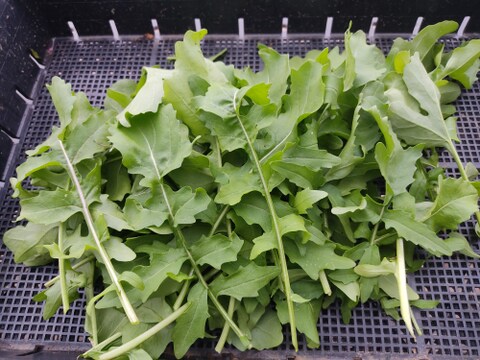 🌿香りが違う！朝どれルッコラ約200g｜サラダで主役級｜農薬・化成肥料不使用🌿