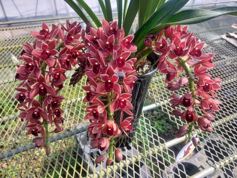 【下垂系シンビジウム】フォアゴットンフルーツ3本立