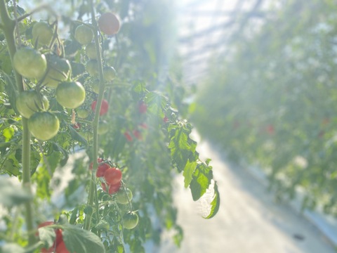 【数量限定】平均糖度8度以上！珠玉のフルーツトマト（3kg）
