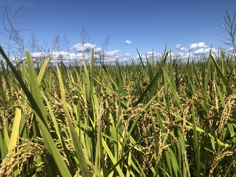 農薬・化学肥料不使用 お米「にじのきらめき」 令和7年産 5kg