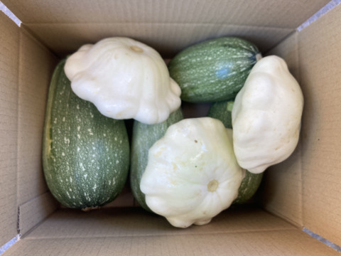 【お得なまとめ買い！！】ほぼ自然栽培！！夏が美味しい定番のズッキーニ！！