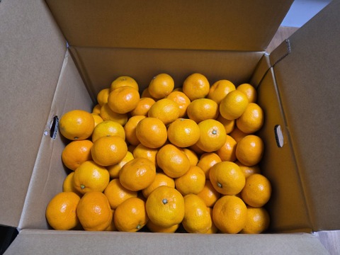 【食べチョクで１番売れてるみかんです！】夕やけみかん（10㎏）小玉（圧倒的人気のみかんです！）