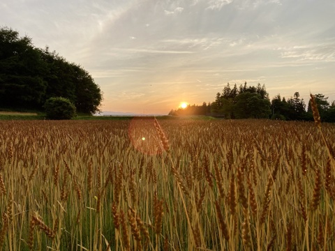 香り豊か！7年産有機南部小麦「全粒粉」１kg詰め