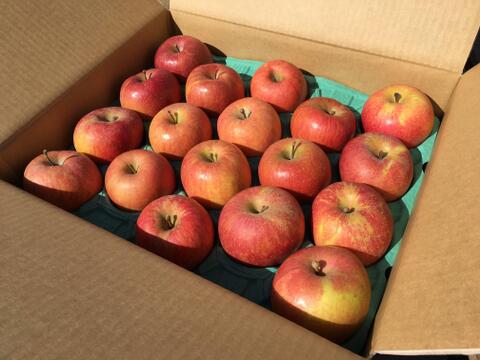 【2023年産予約！数量限定！】ぐんま名月＆サンふじ 食べ比べセット 訳あり 約2.5kg　7-14玉 11月中旬発送開始予定 #YA1CB025