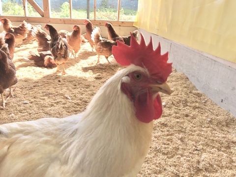 ちょっとだけ小さめの酵母・平飼いたまご50個（元気たまご）