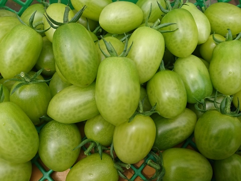 【Karin様専用】緑色のミニトマト、サリーナエメラルド　１ｋｇ