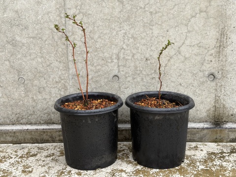 【ラズベリー鉢植え】当ファームで栽培しているラズベリーです【観賞用】【木】【ポット】