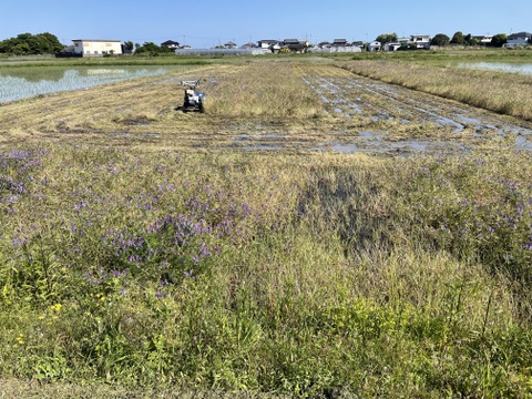 コシヒカリ未検査玄米５㎏《お急ぎ対応可》 小松島市生物多様性農業推進協議認証　『いのちはぐくむ田んぼ米』　令和7年産コシヒカリ特別栽培米　栽培期間中化学肥料・農薬不使用