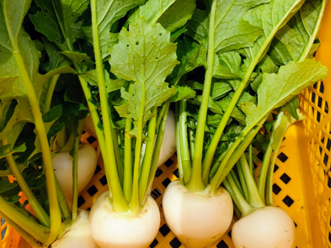 【冬ギフト】☆鍋にもぴったり。新鮮野菜を信州の高原よりお届け！旬の野菜セット７種（レギュラー）