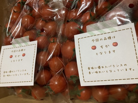 笑顔引き出す！みにとまとの食べ比べ 1kg