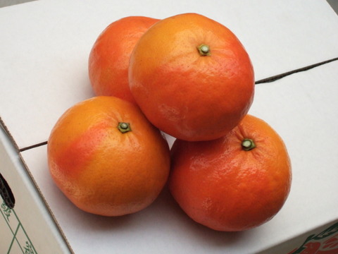 セミノール『グランクリュ・なべしご』大玉３L  ３Kg（14～15個）化学系農薬を使わない栽培