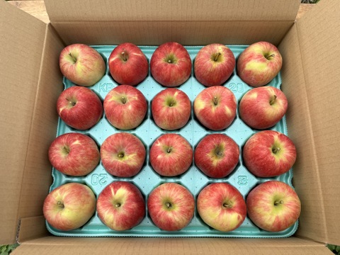 【予約販売・数量限定】長野県産りんご５㎏（スリムレッド）（１１月発送）甘酸適和・小玉