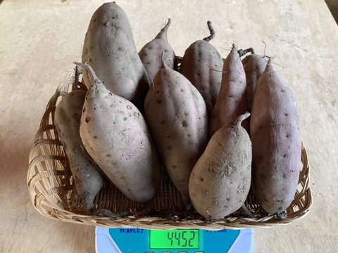 さつまいも（べにはるか）家庭用・箱込み５㎏～栽培期間中、農薬と化学肥料不使用