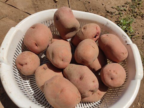 🥔農薬・化学肥料不使用「アンデスレッド」3kg Mサイズ🥔：栃木