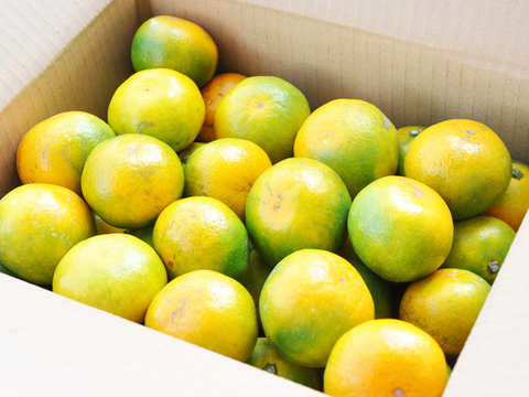 西宇和産極早生みかん（家庭用）5㎏