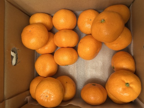 【人気品種食べ比べ】まどんな＋みかん【各2kg】家庭用