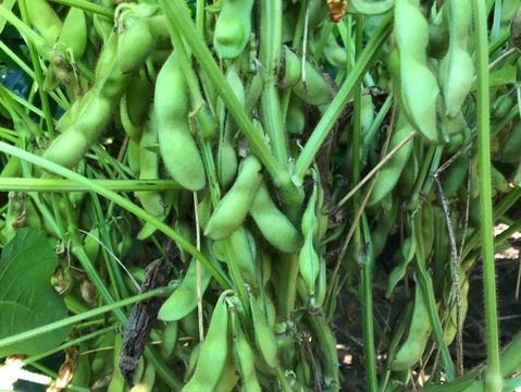 【期間限定】黒大豆えだまめ【秋の味！】