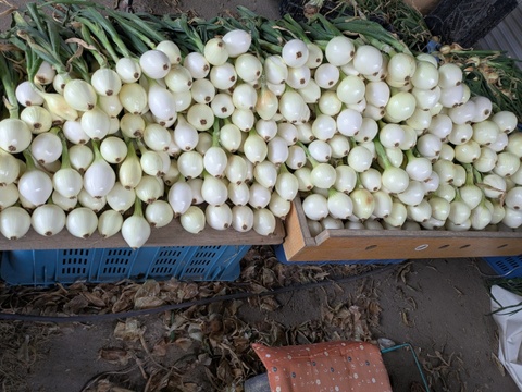 晩生玉ねぎ【豊泉】　福岡産　4kg