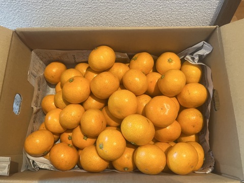 食べ始めると止まらない広島産いしじミカン 小玉 5kg