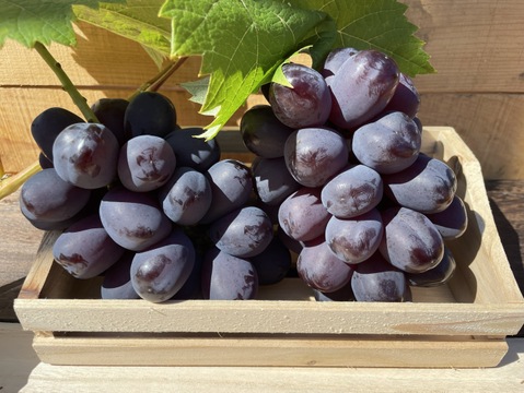 2026年秋予約販売 ★甘さ際立つ黒いマスカット「富士の輝き」 2～3房（1.2kg）ぶどう 10月出荷予定 青森県産、甘い、贈答、ギフト、家庭用にも