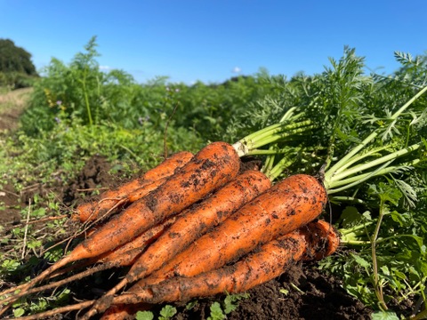 【栽培期間中農薬・化学肥料不使用】彩りが抜群！カラフル人参(4.5㎏)