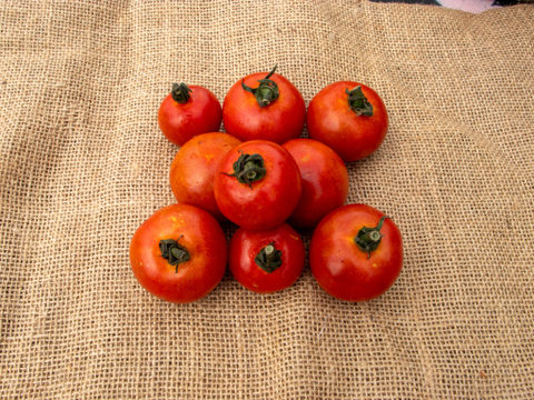 火山の麓で育ち野鳥もつい食べに来る、太陽のように赤いフルティカトマト『島原ルージュ』｜1kg