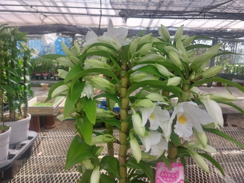 【母の月ギフト】ボリュームのある豪華な蘭をどうぞ 夏の蘭“フォーミディブル”5本立