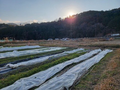 食べ頃の葉のみ収穫！農薬不使用でそのまま食べられるパクチー100g