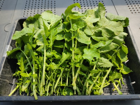 ✨冬を越えた力強い「春の目覚め大根葉」約1kg　農薬・化成肥料不使用✨