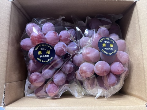 【9周年感謝祭】大粒！高糖度！岡山県産、紫苑1.2kg(2房入)