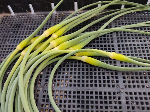 ✨希少！国産ニンニクの芽　約1kg✨採れたて直送｜やわらかく甘い春のごちそう🥬農薬・化成肥料不使用✨