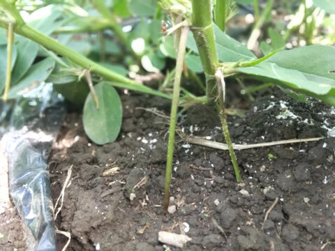 25年新豆　濃厚な味わい　都農町産クラフトピーナッツバター スムース　110g X 2瓶