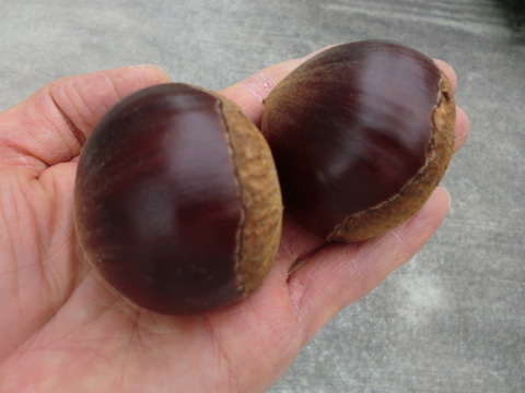 【甘い熟成むき栗 岸根極大粒】ねっとり甘い岸根栗をもっと甘くする氷温熟成むき栗　岸根 真空パック冷凍　むき栗1パック300g入り