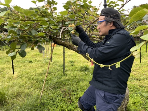 国東半島の地下水で育った栄養満点のキウイを直接お届け！『国東産キウイ』2.5kg　ヘイワード（16〜30個）