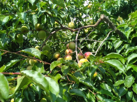 南高梅 和歌山県橋本市産 大玉3Lサイズ  4ｋｇ【送料無料】