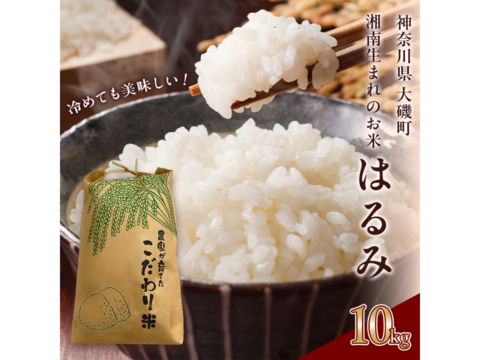 【令和7年新米】旨みがガツン！特A受賞はるみ♪10kg