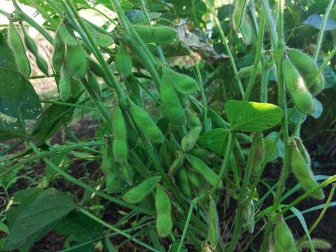 農薬不使用、無肥料栽培、希少!　山梨県上野原産　津久井在来枝豆（枝付き）１ｋｇ